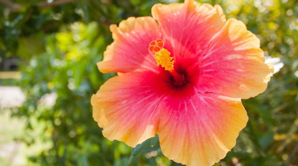 hibiscus flower image